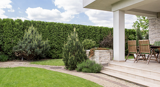 Haie de jardin solutionnant le vis-à-vis.